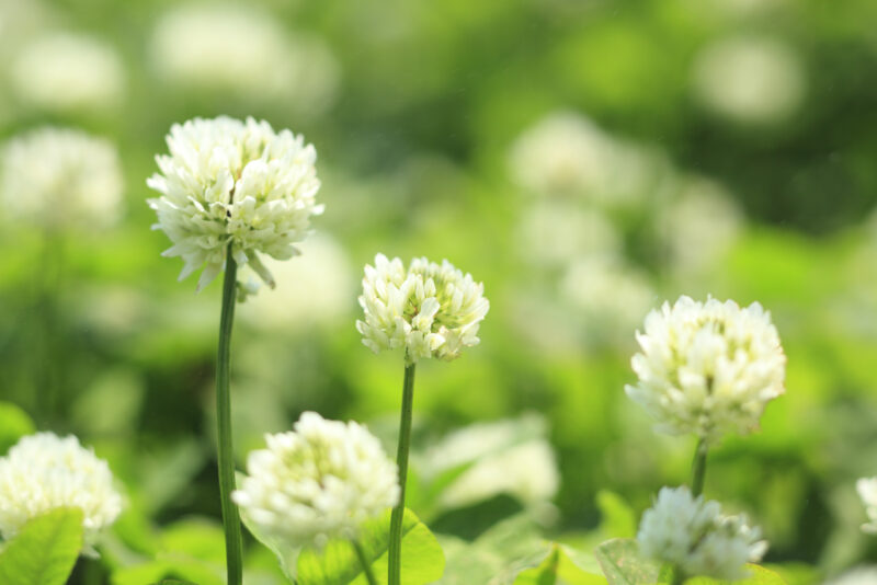 飯塚市で膝の痛みに対する整体施術